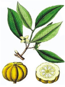 Garcinia